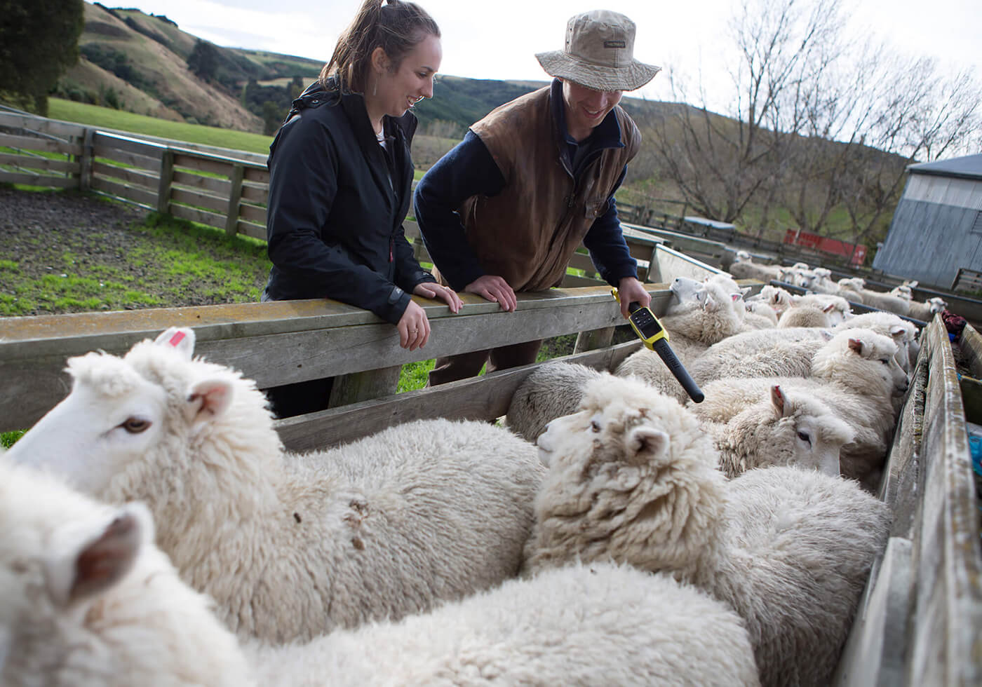 On farm sheep analysis