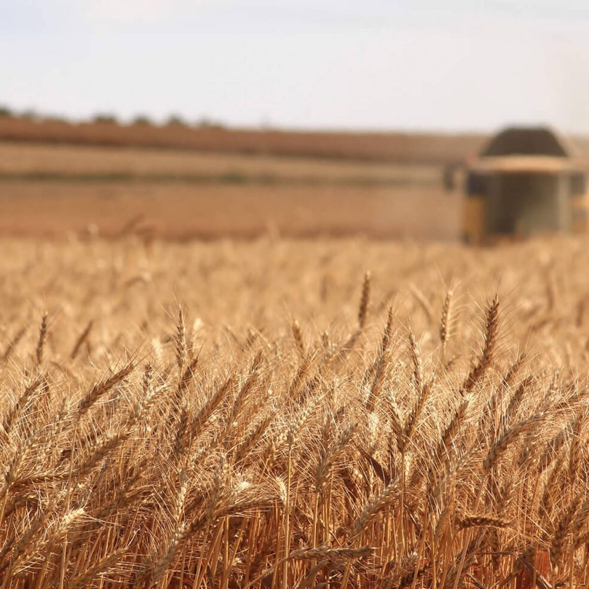 Harvesting wheat crop