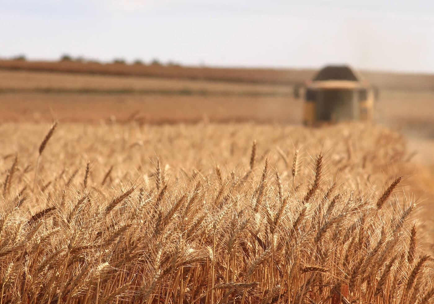 Harvesting wheat crop