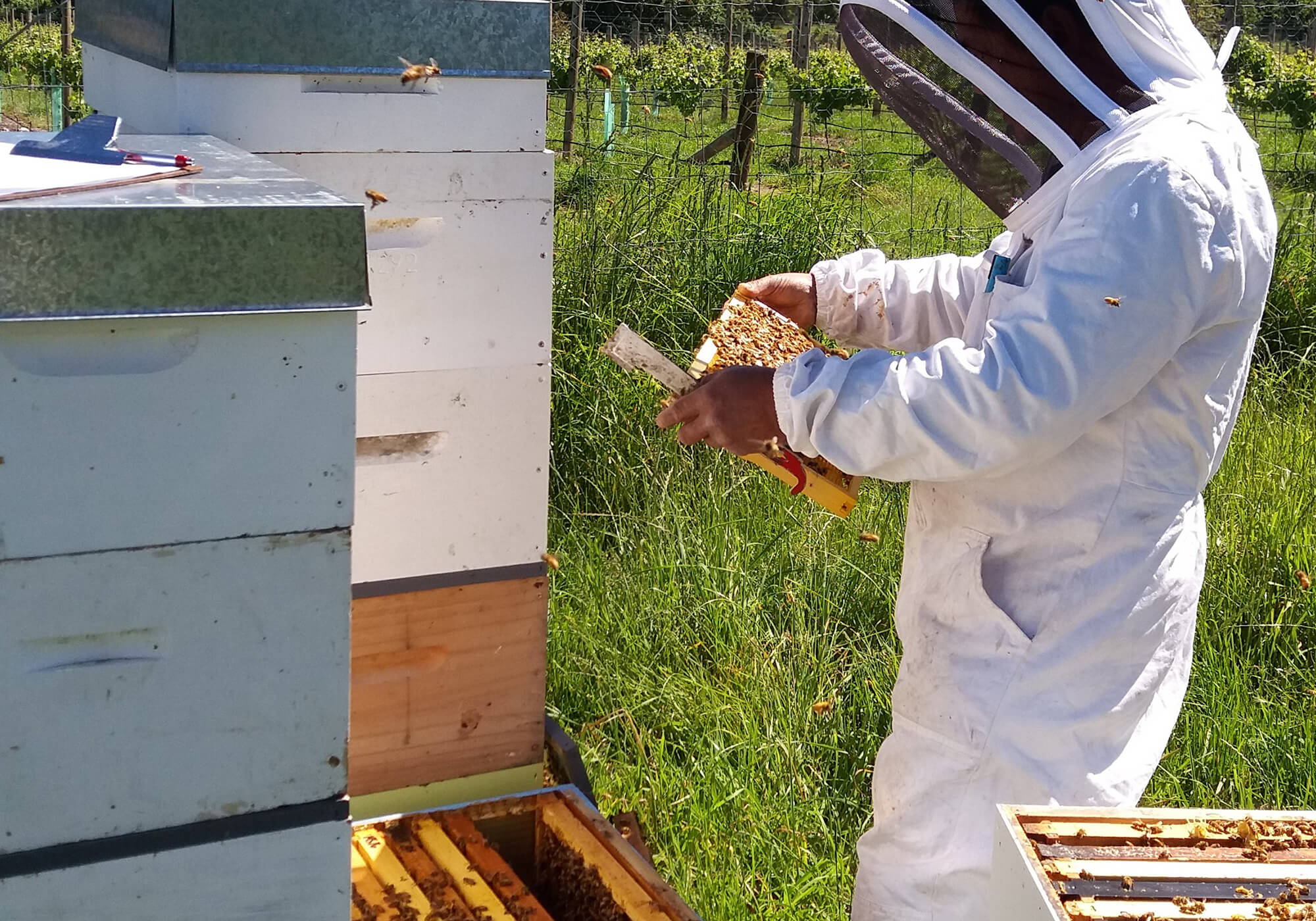 New Zealand Bee Keeping Industry New Zealand Bee Keeping Industry
