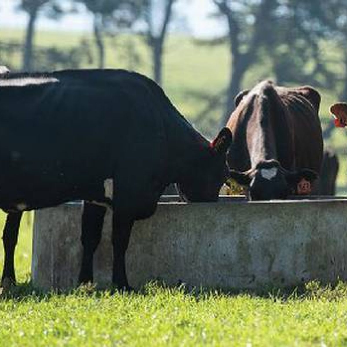 Dairy NZ Trait to the TOP on cow longevity