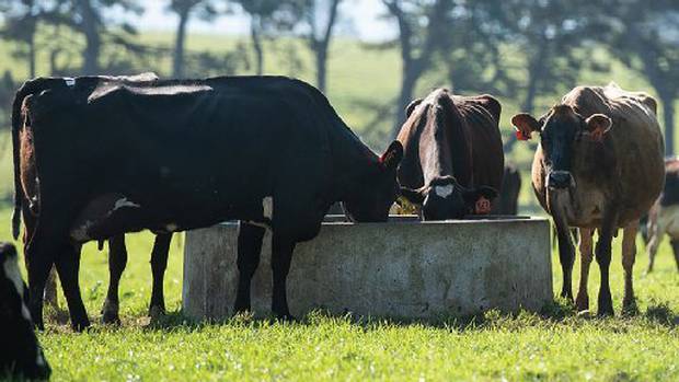 Dairy NZ Trait to the TOP on cow longevity