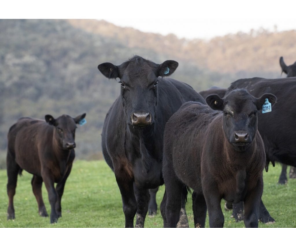 Case Study: American Angus – AbacusBio