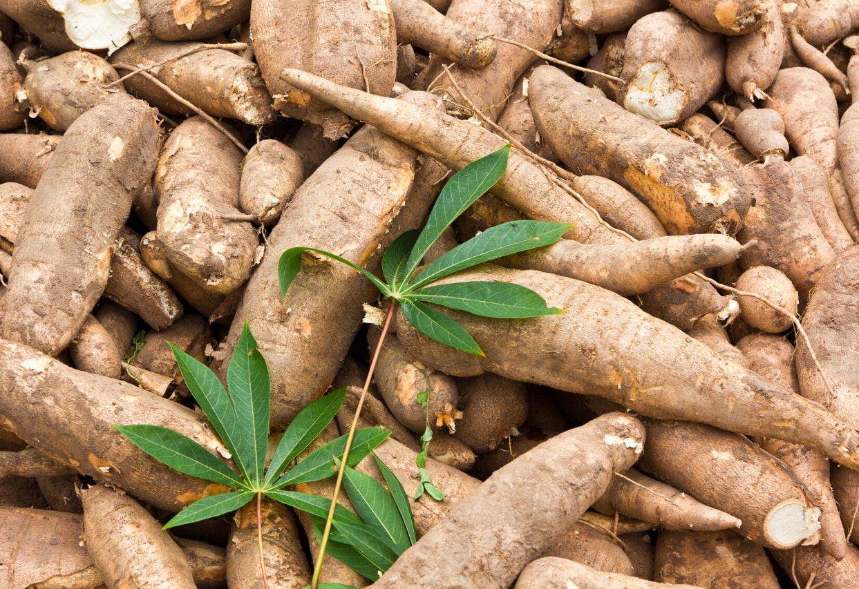 NextGen Cassava