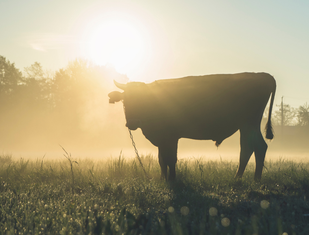 Beef Progeny Test