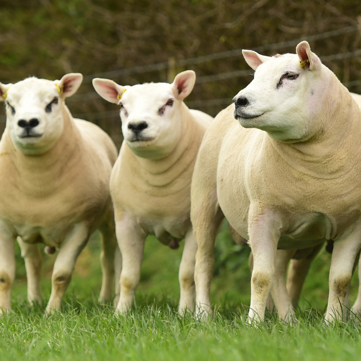 British Texel Sheep