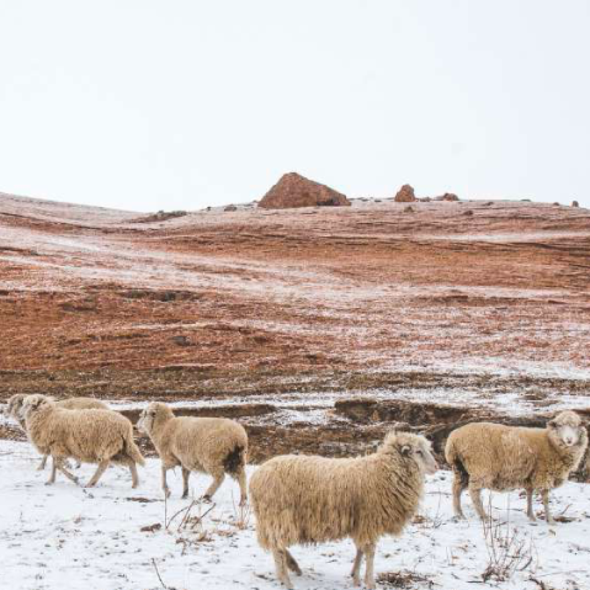 Sheep in Russia