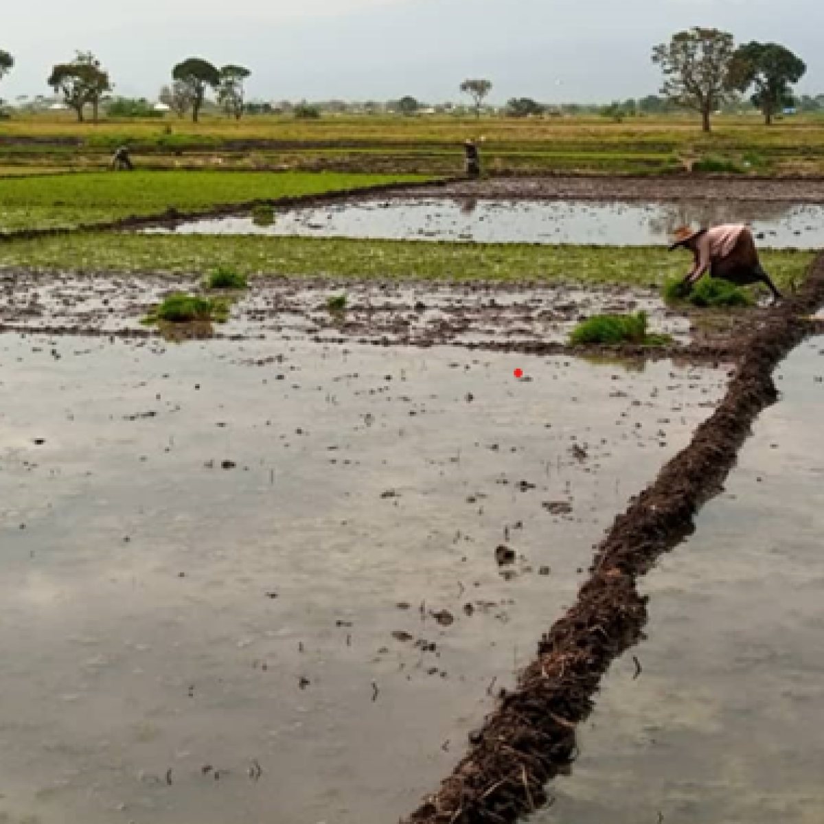 Case Study - Rice Trait Priorisaton and Valuation in Tanzania