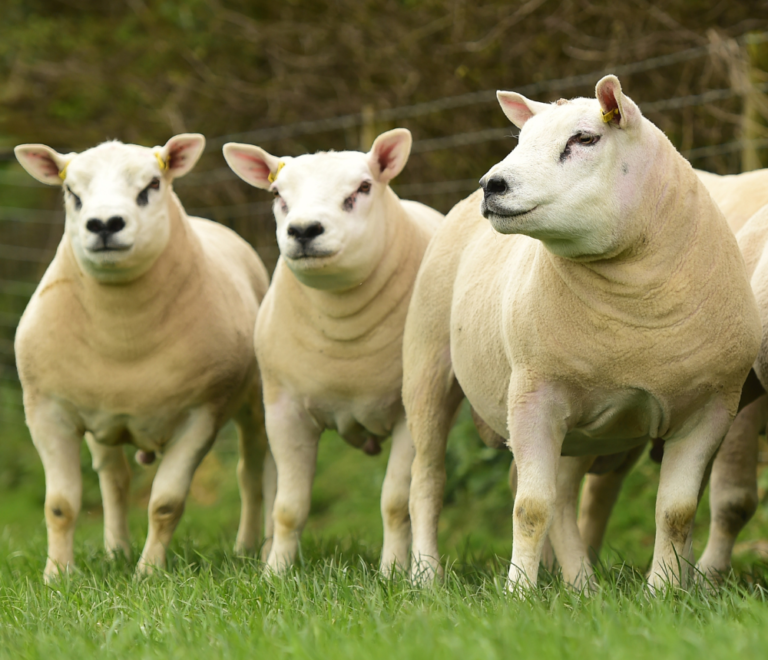 British Texel Sheep