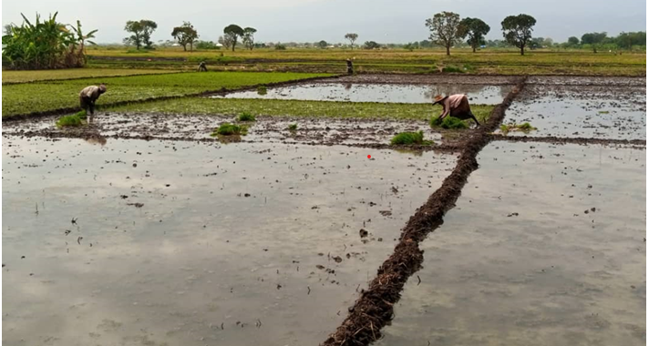 Case Study - Rice Trait Priorisaton and Valuation in Tanzania