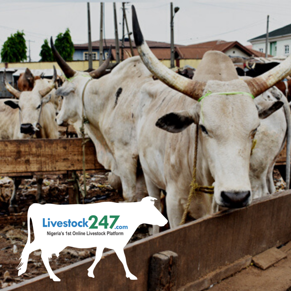 Livestock 247