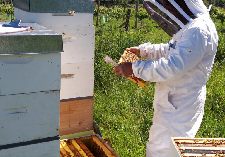 New Zealand Bee Keeping Industry
