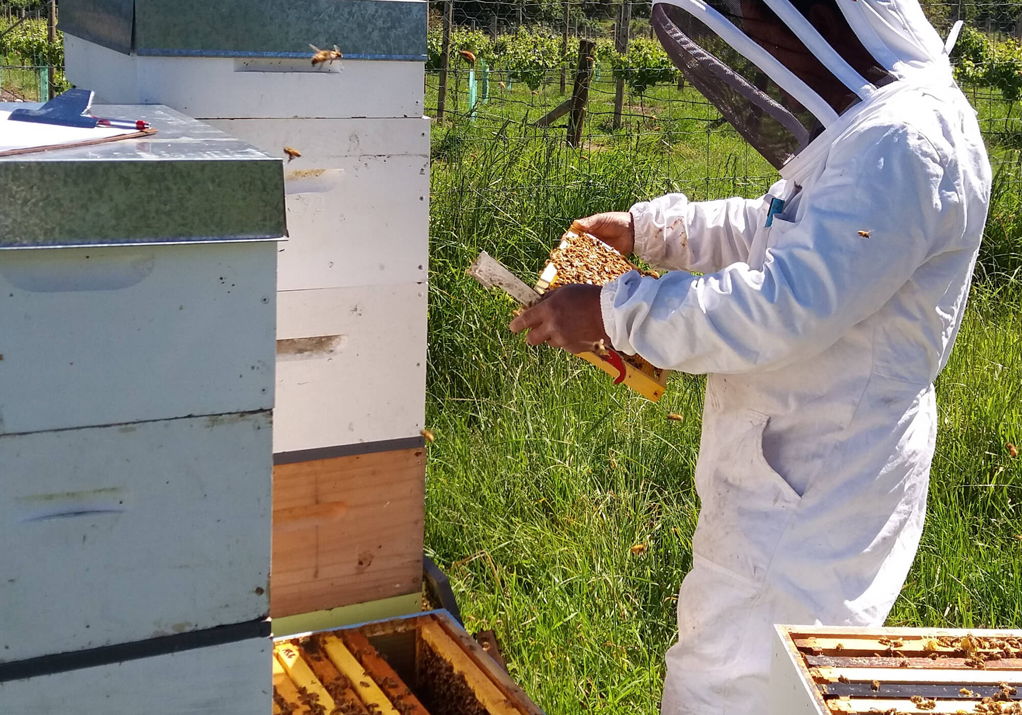 New Zealand Bee Keeping Industry