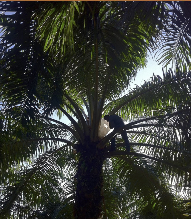 Case Study: Sustainable Palm Oil Plantation – AbacusBio