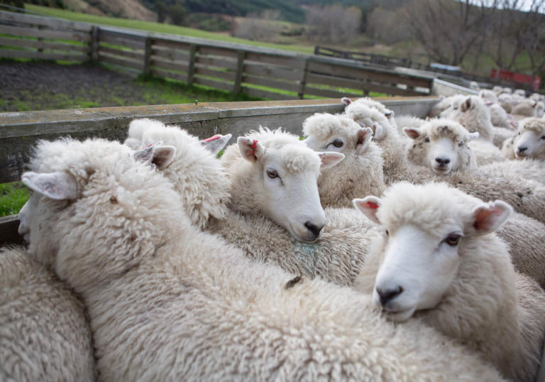 Penned sheep for inspection