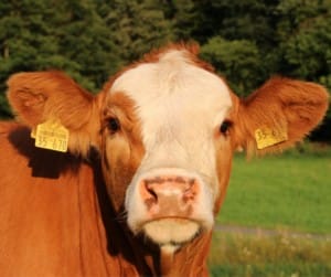 Improving beef industry genetics