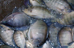 Business plan for marketing genetically improved farmed Tilapia (GIFT) in Nigeria