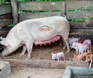 Joint venture with PIC and Vetline in Uganda – 2nd Update