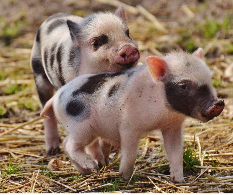 Piglets Playing