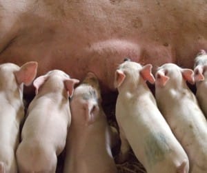 Joint venture with PIC and Vetline in Uganda