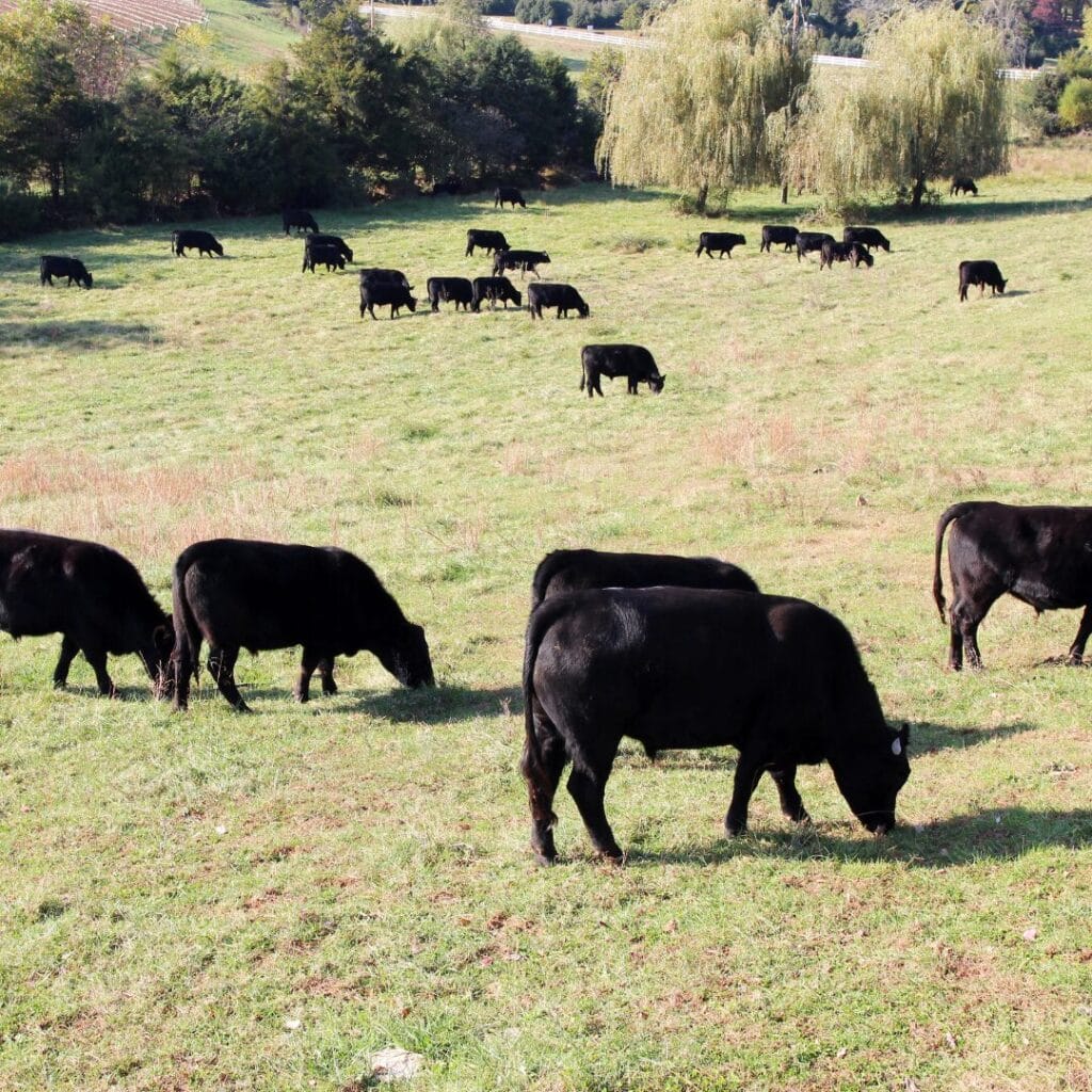 Enhancing Angus Cattle Genetics across US$43B of beef production ...