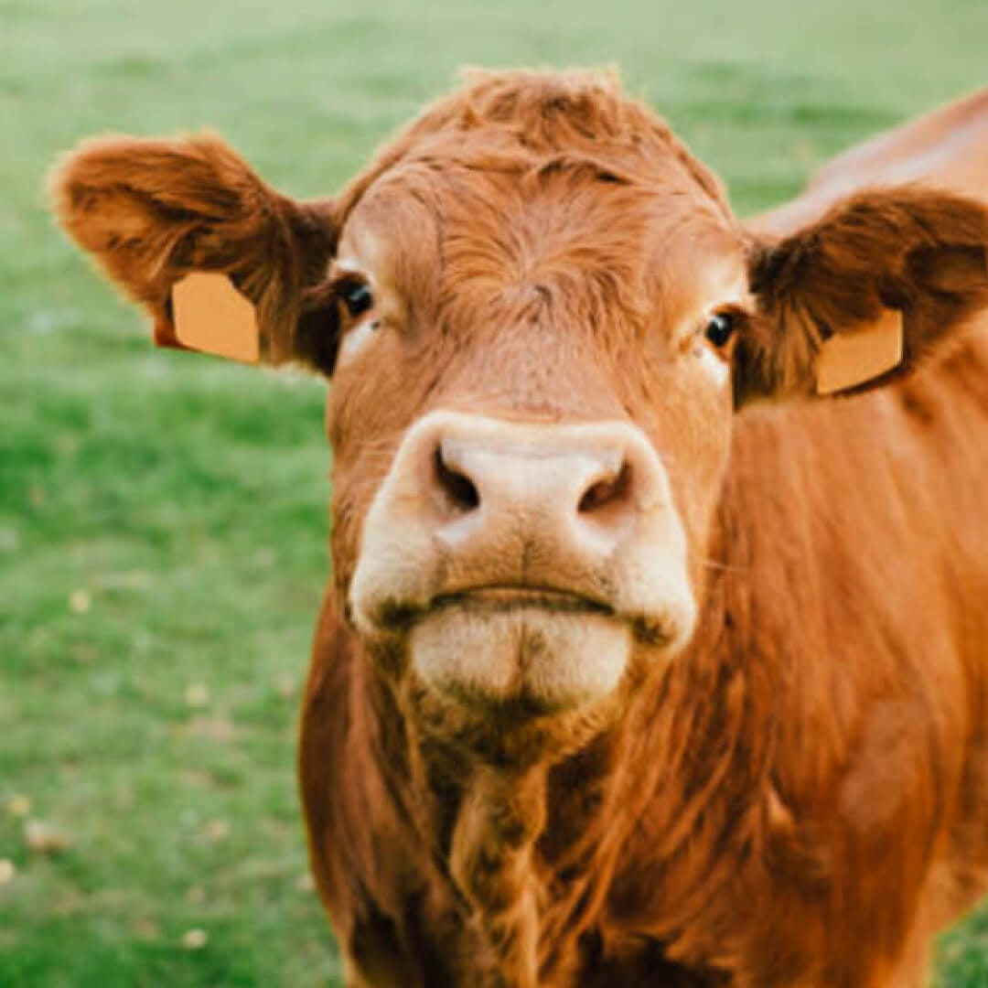 Cow (1)