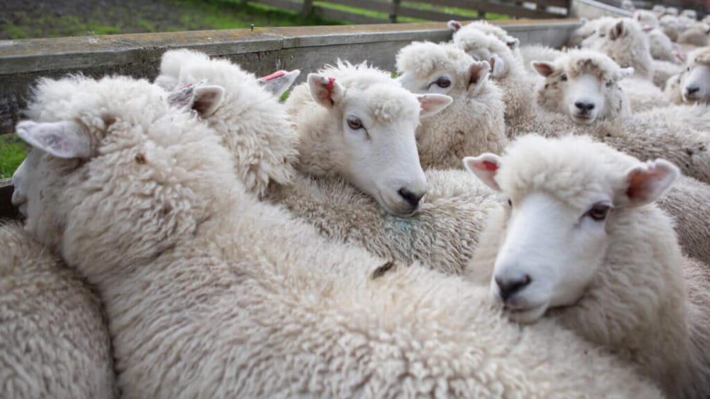 Penned Sheep 2