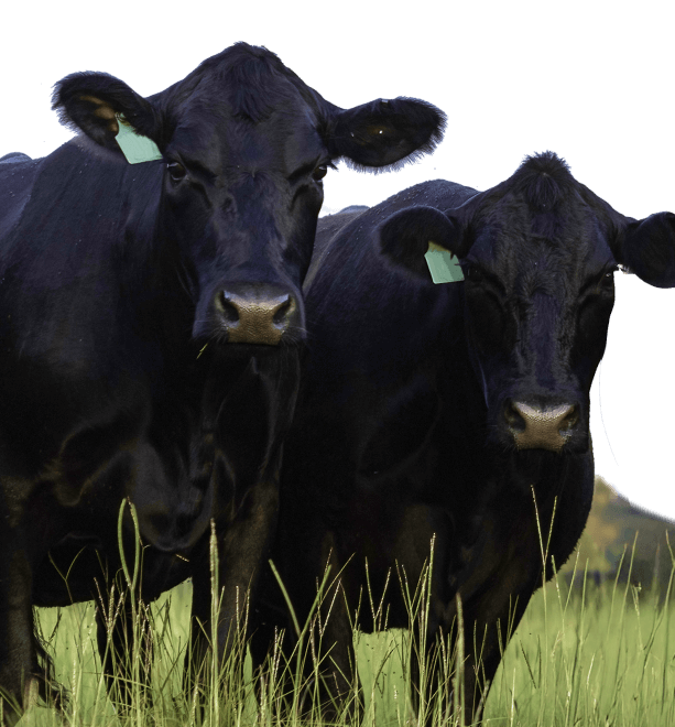 Herdbooks