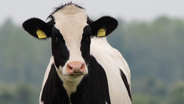 Icbf Cow