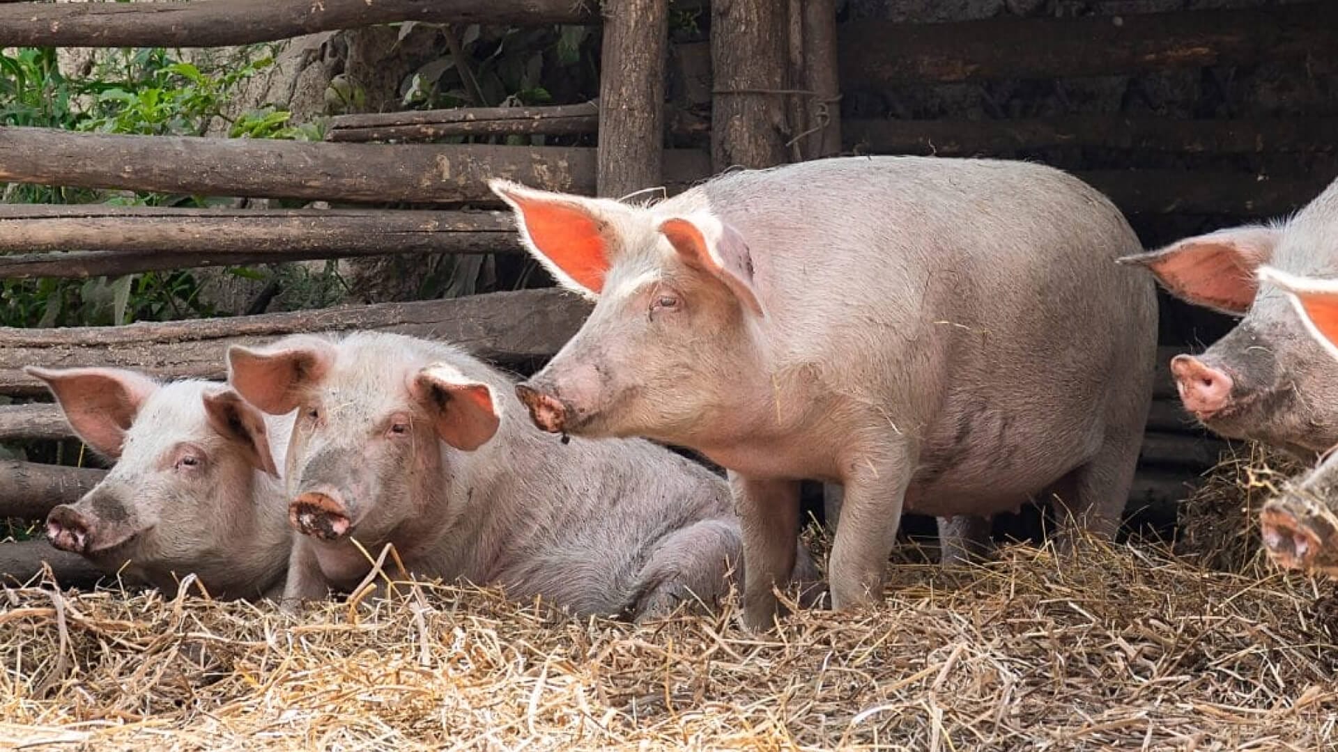 Pigboost (1)