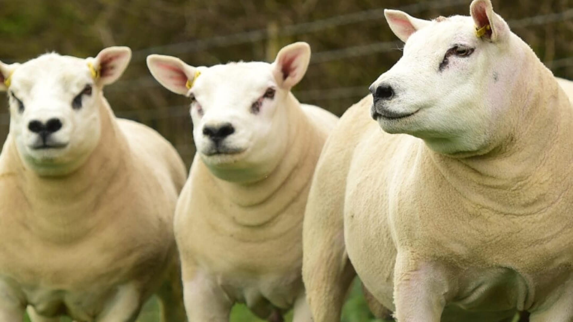 Uber Sheep 2