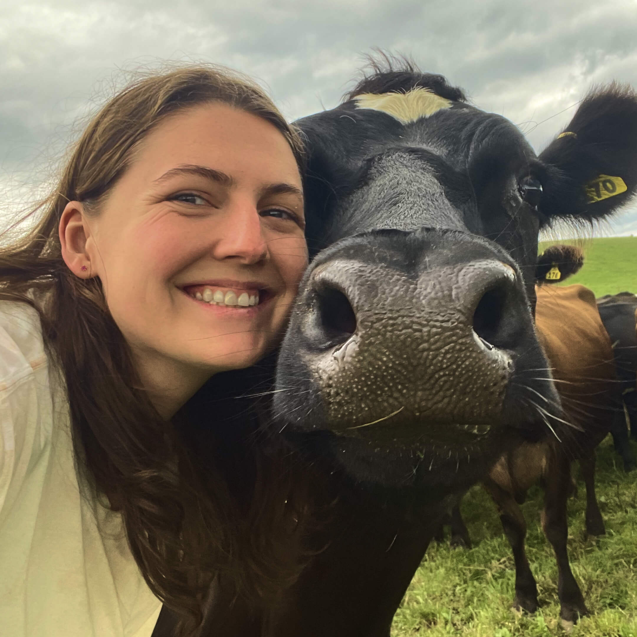 Cow selfie (1)