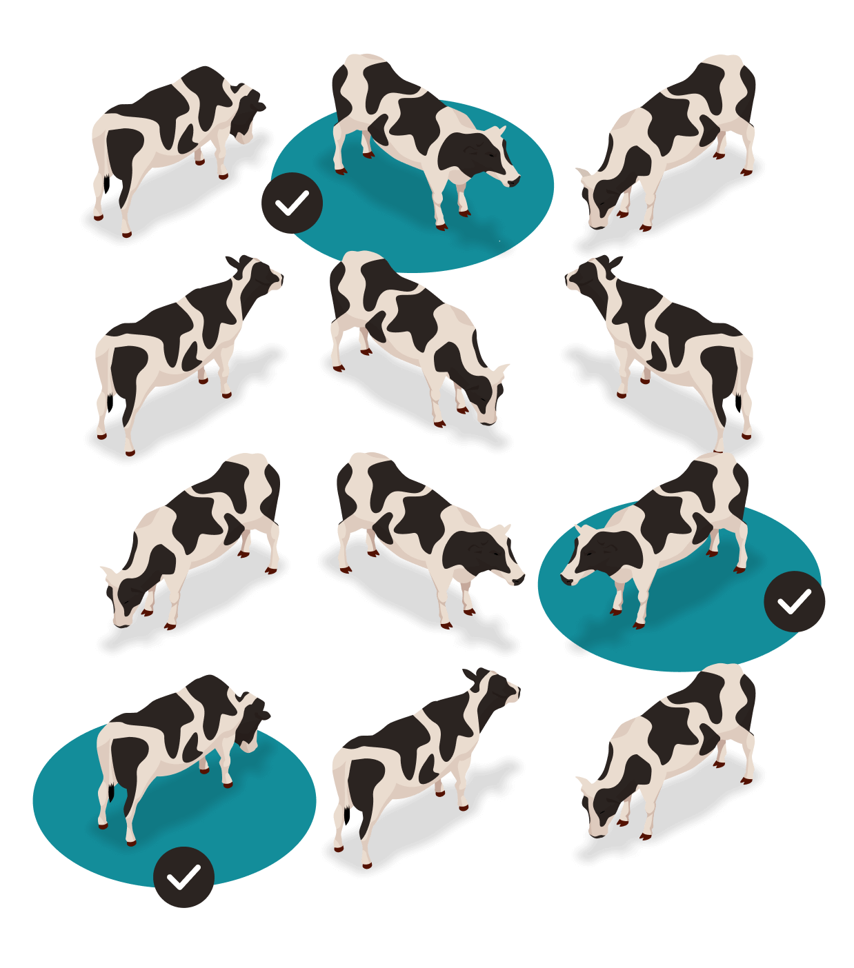 Abacusbio cows v3