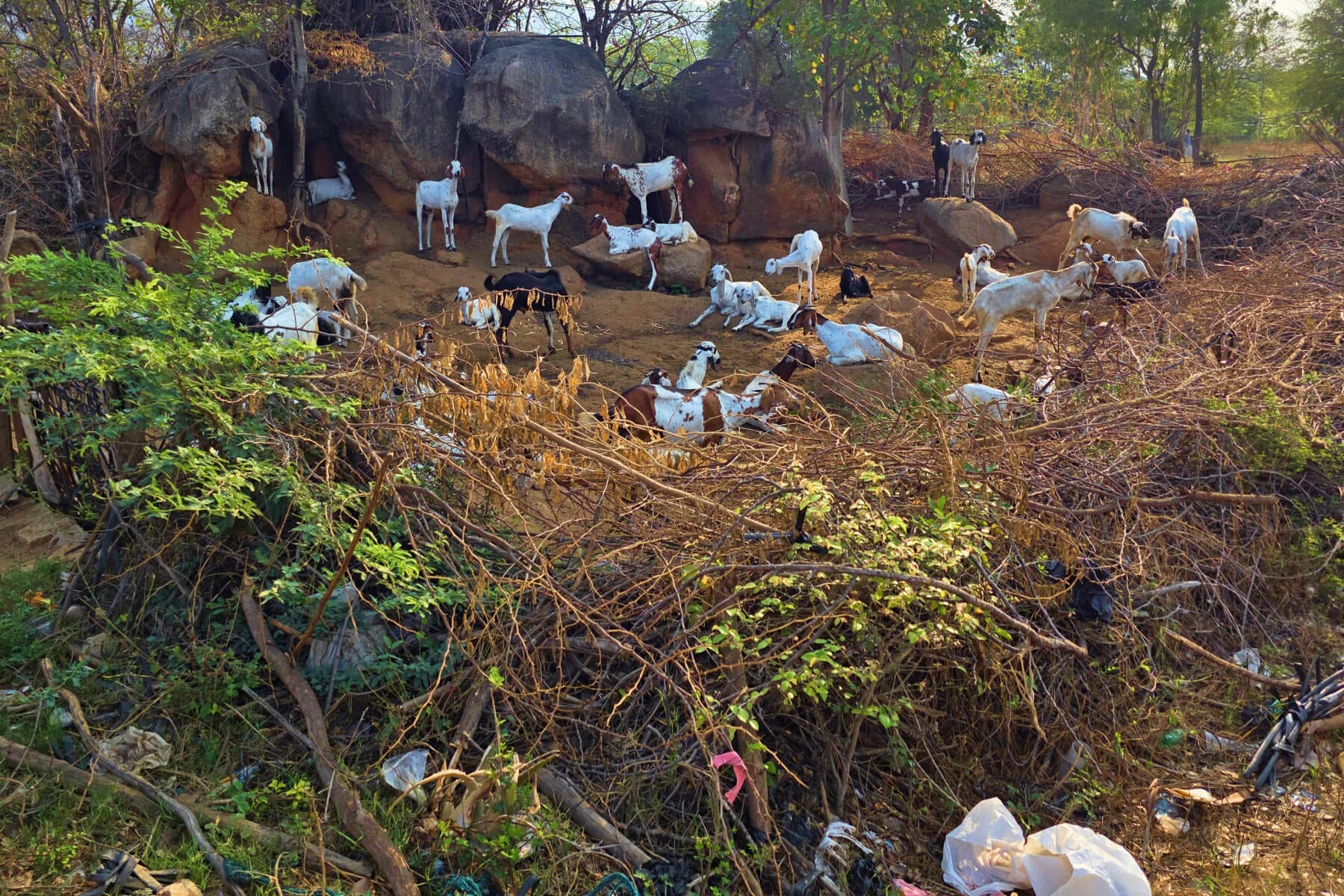 Goats india (1)