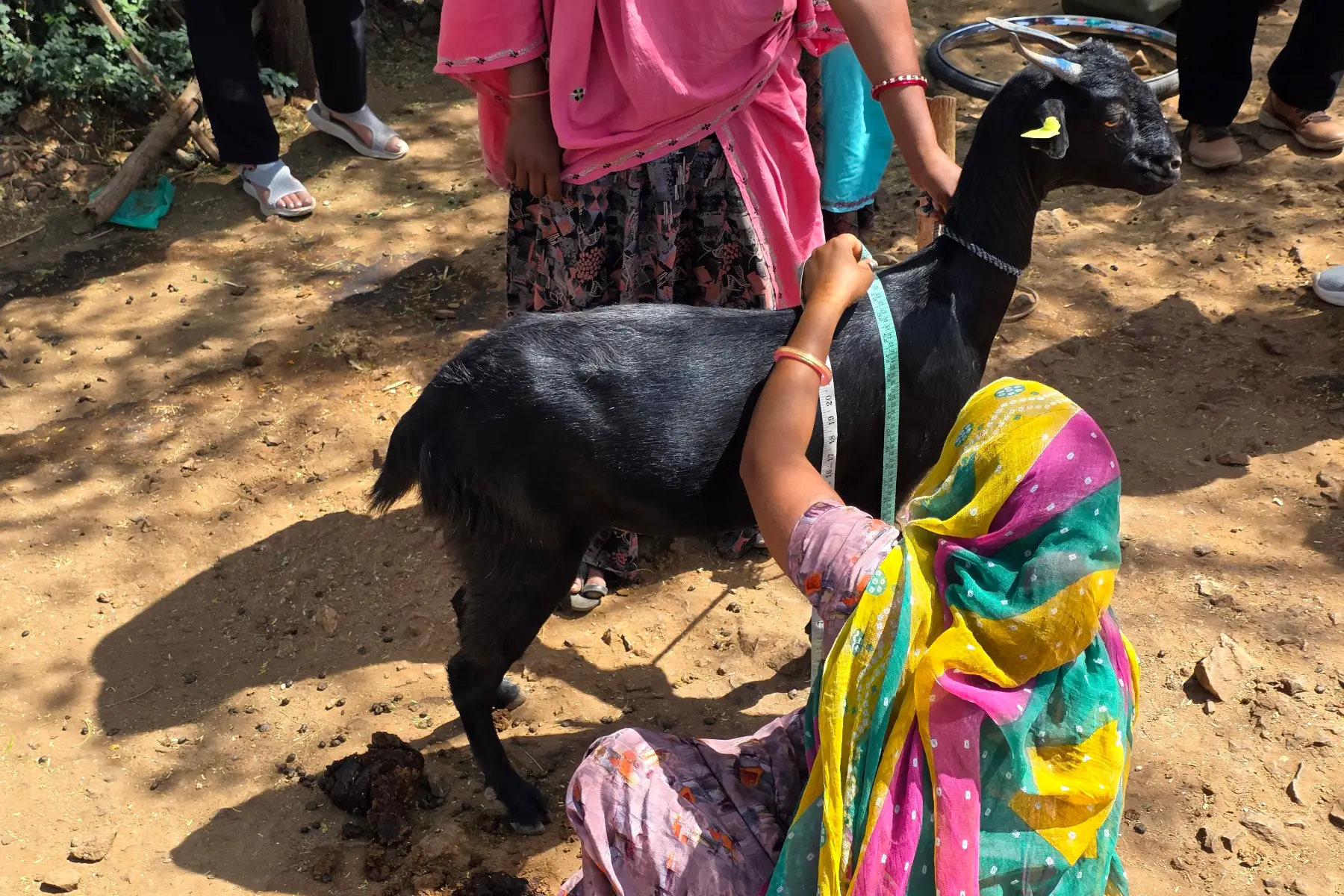 Goats india 2