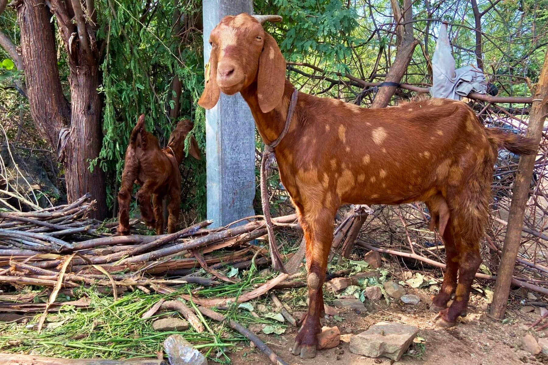 Goats india 4 (1)