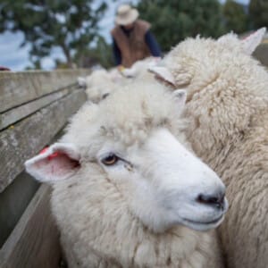 Sheep and beef farms, the answer to the dairy farm feed buffer