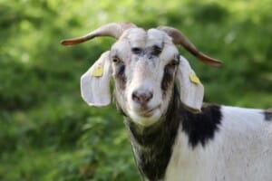 Scoping analysis of RD&A investment opportunities for the Australian goat industry