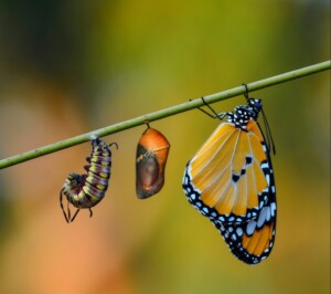 Life cycle assessments