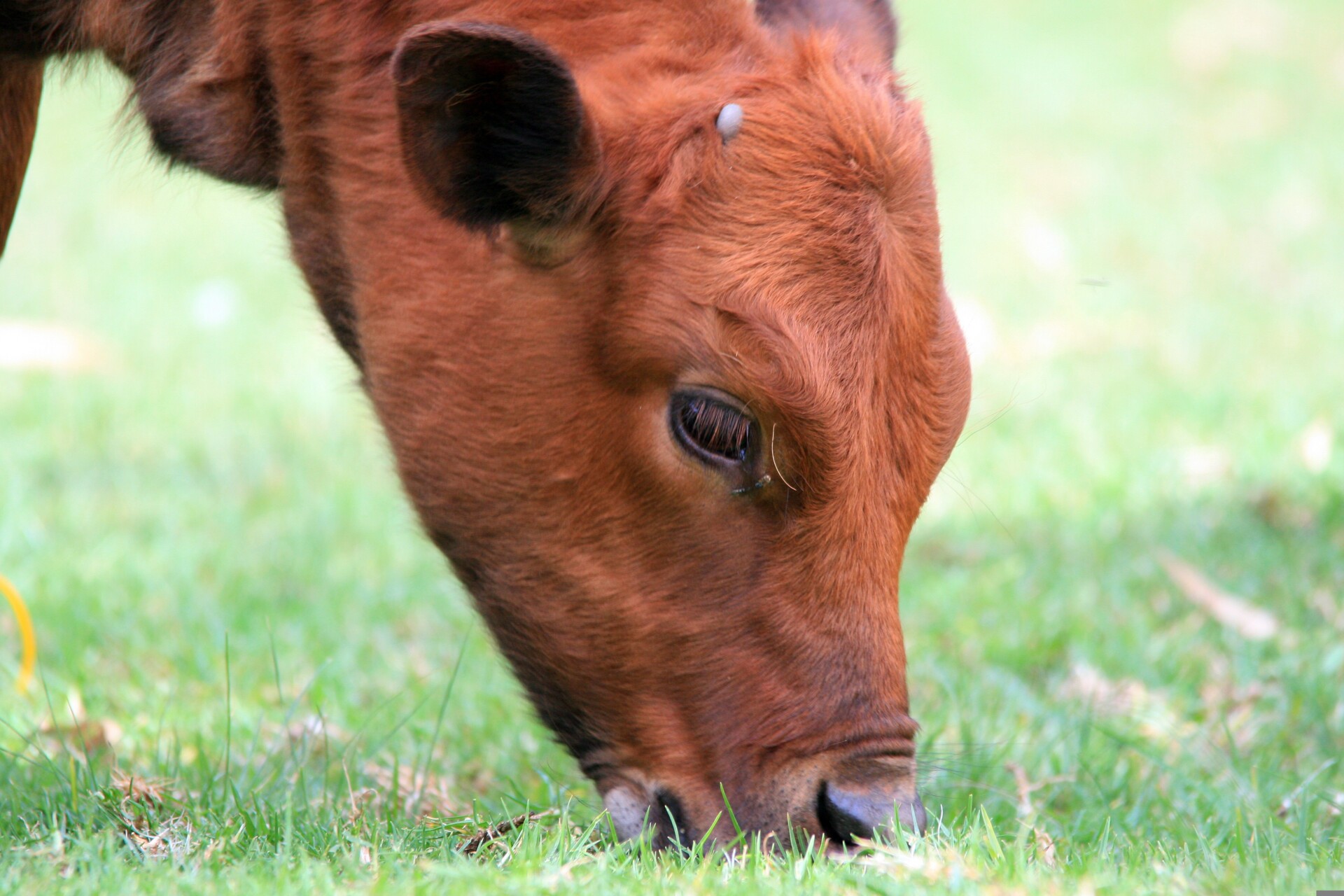 Bluesnap calf