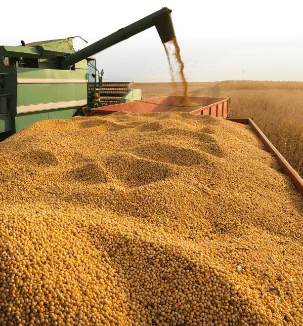 Combine harvester unloading grain