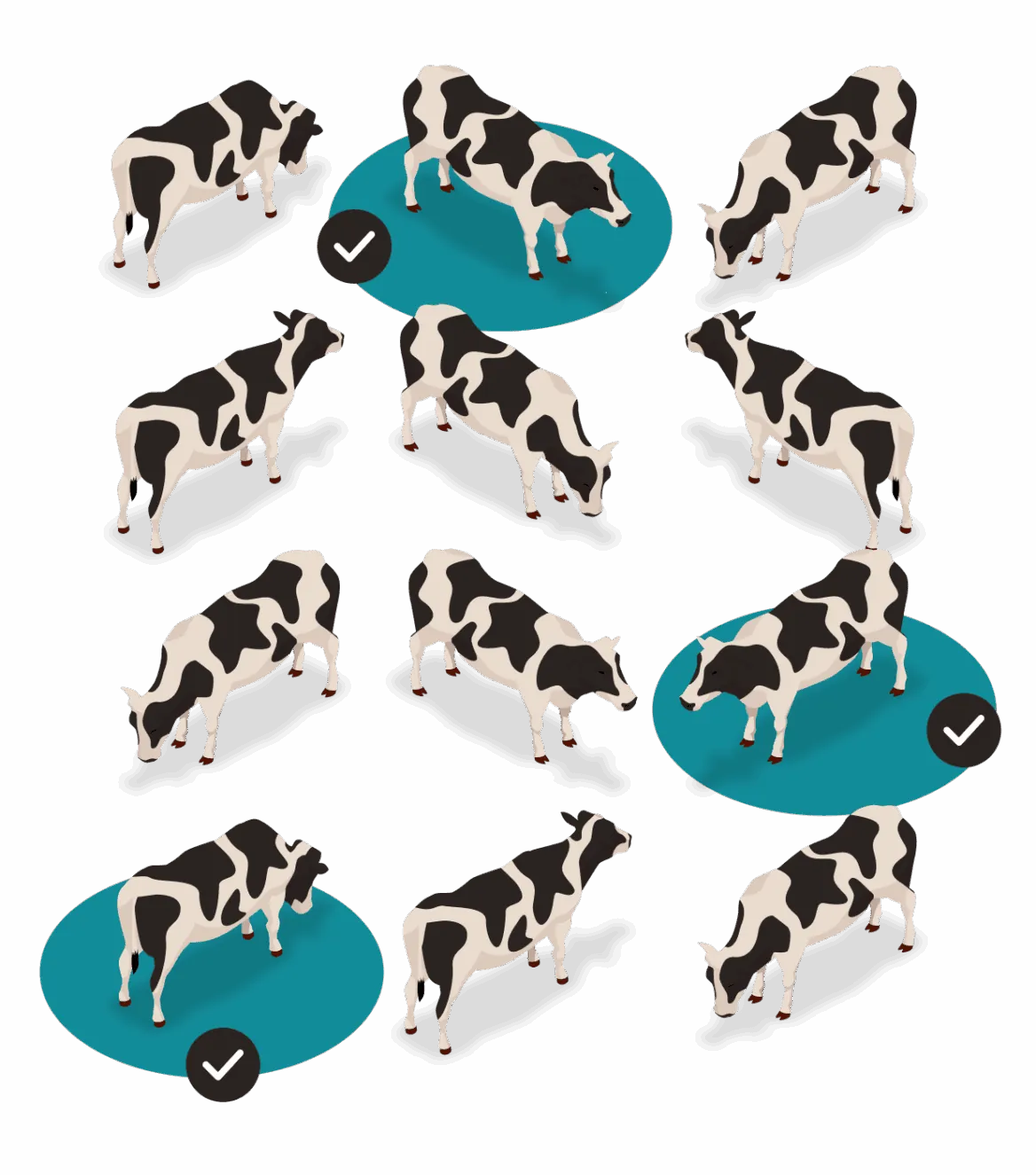 Isometric dairy herd illustration