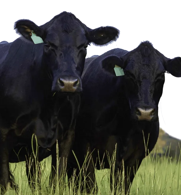 Angus cattle