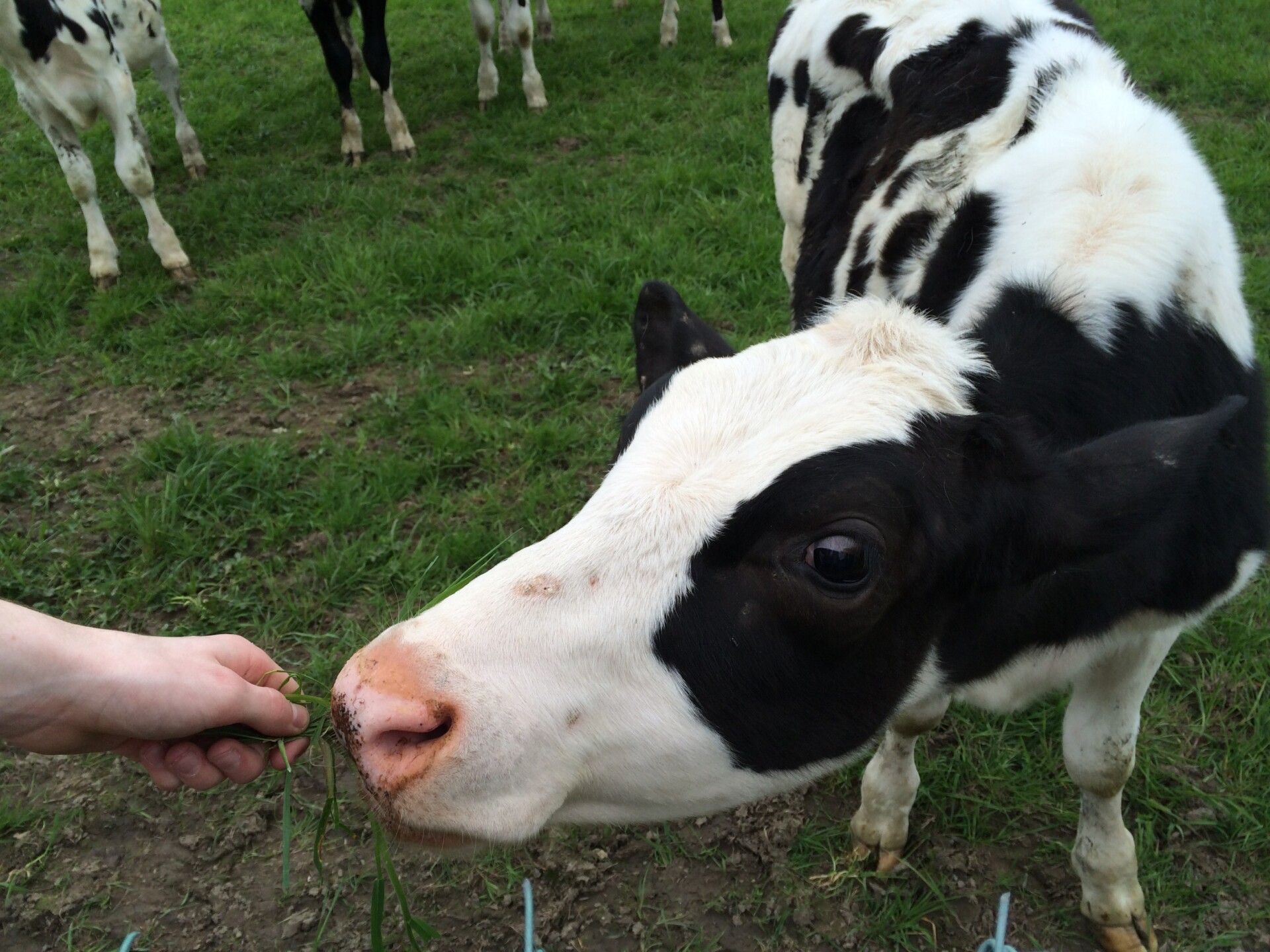 Catheriner cow